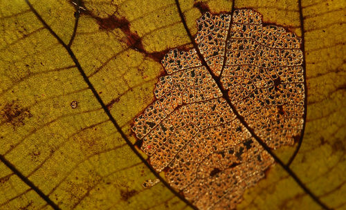 Close-up of dry leaf