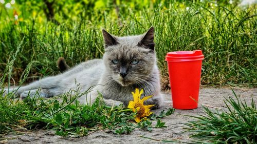 cat