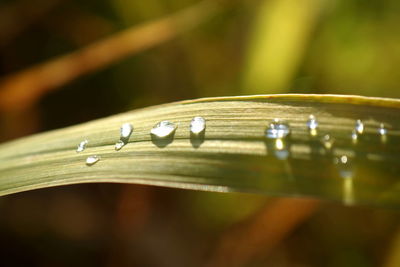 Close-up of water drops on leaf