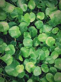 Full frame shot of green leaves