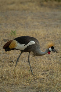 Grey crowned crane bird in arid environment