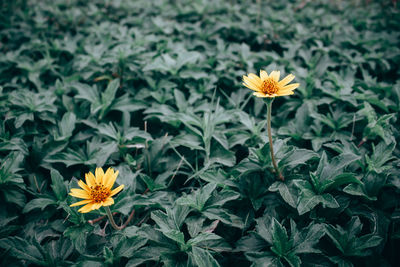 Close-up of orange flowering plants