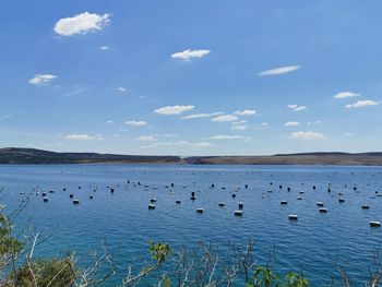 Birds in lake against sky