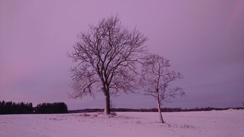 Tree against clear sky