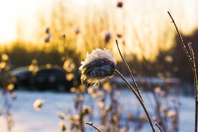 Close-up of snow on field during winter