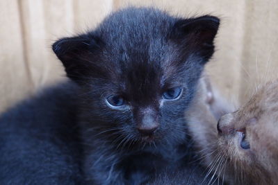 Close-up portrait of a cat