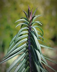 Close-up of fresh green plant