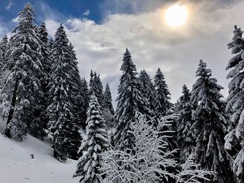 Snow covered pine trees in forest against sky