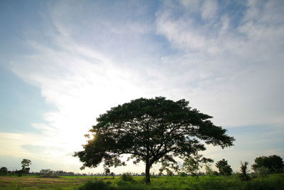 Silhouette tree on field against sky