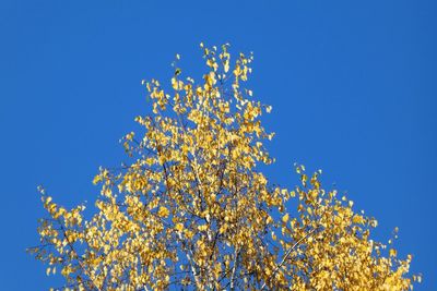 Low angle view of flowering tree against clear blue sky