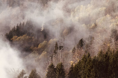 Aerial view of trees in forest during autumn