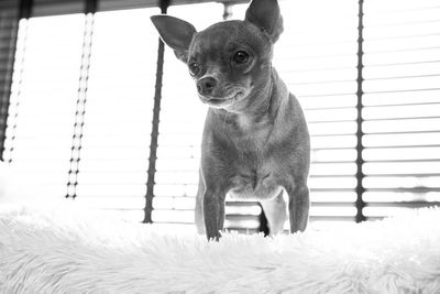 Portrait of a dog on bed at home