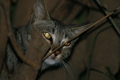 Portrait of cat by plant at night