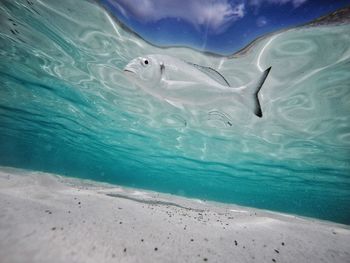 Turtle swimming in sea