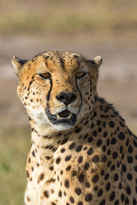 Cheetah looking at the savannah in masai mara