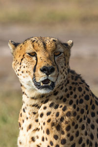 Close-up portrait of tiger