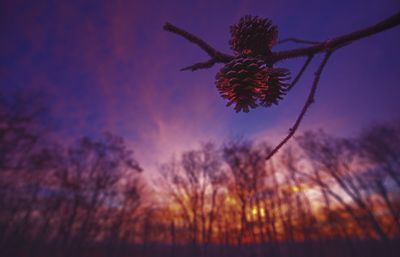 Low angle view of flower tree against sky