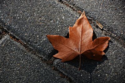 High angle view of maple leaf on street