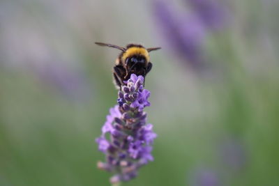 Close-up of bee pollinating on purple flower