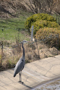 High angle view of gray heron on field