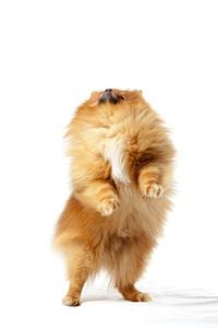 Full length of a dog over white background