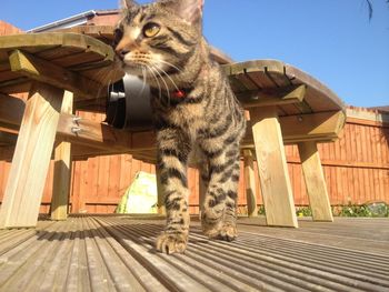 Cat standing by wooden tables