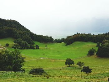 View of trees on grassy landscape