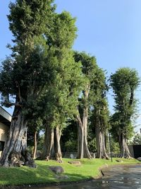 Trees on field against sky