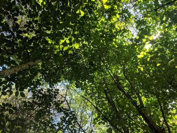 Low angle view of trees against sky