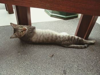 High angle view of cat lying on floor