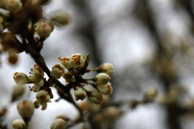 Close-up of apple blossoms in spring