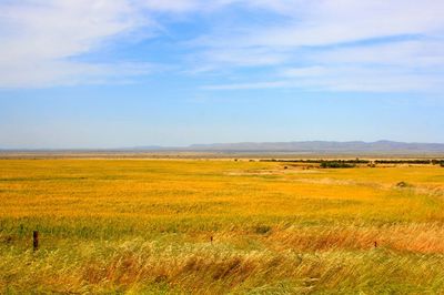 Scenic view of field against sky