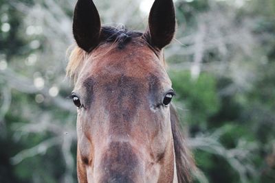 Close-up portrait of horse