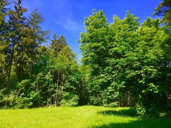 Trees growing in forest against sky