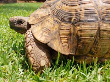 Close-up of a turtle on grass