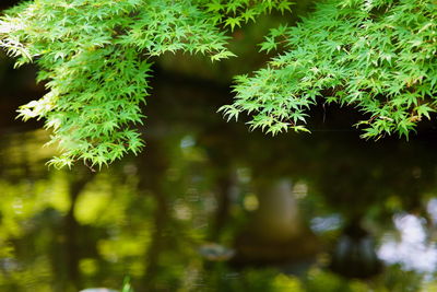 Close-up of plant