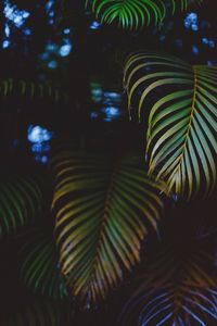 Close-up of palm trees during sunset