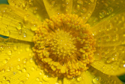 Full frame shot of wet yellow flower