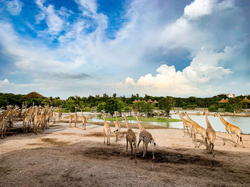 View of horse on field against sky