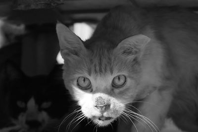 Close-up portrait of a cat