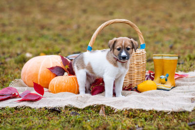 Dog resting in basket