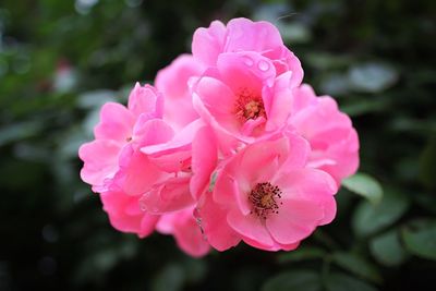 Close-up of pink flower