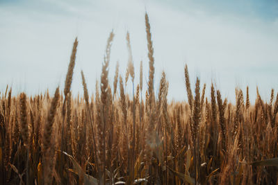 Close-up of stalks in field against sky