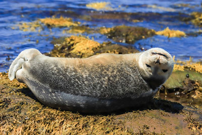 Contented young seal
