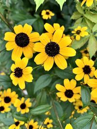 Close-up of yellow flowering plant