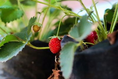 Close-up of red berries growing on plant