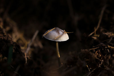 Close-up of mushroom growing on field