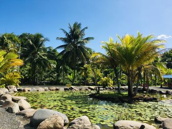 Palm trees by swimming pool against sky