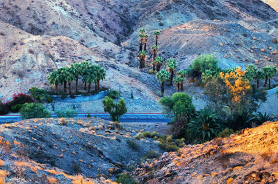 View of trees growing on land