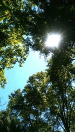 Low angle view of trees against sky